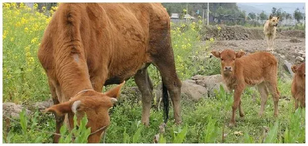 一亩苜蓿能养几头牛 | 农业问题