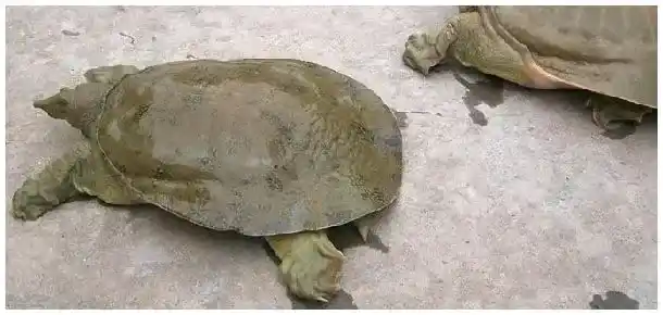 甲鱼放在桶里能活多久 | 三农问答