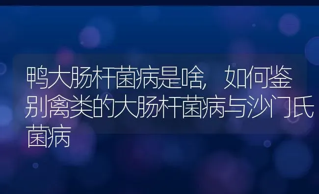 鸭大肠杆菌病是啥,如何鉴别禽类的大肠杆菌病与沙门氏菌病 | 养殖常见问题