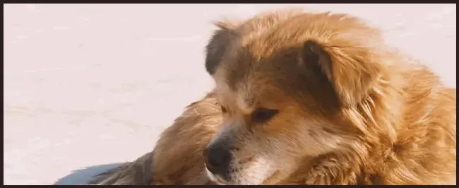 狗狗感冒症状 | 科普知识