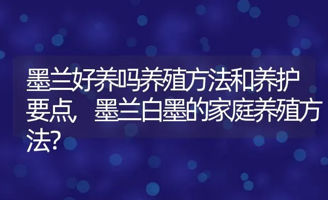 墨兰好养吗养殖方法和养护要点,墨兰白墨的家庭养殖方法？ | 养殖常见问题