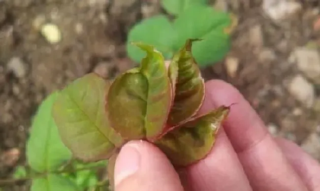 植物常识问题|月季叶子不展起扭曲怎么回事（叶子长出来不舒展补救技巧）