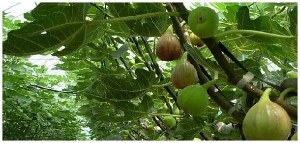 无花果冬天怎么过冬 | 生活常识