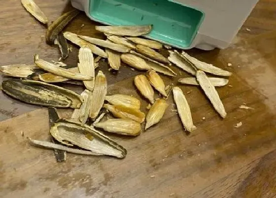 植物常识问题|用什么废料养君子兰生长旺盛