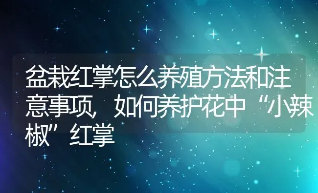 盆栽红掌怎么养殖方法和注意事项,如何养护花中“小辣椒”红掌 | 养殖常见问题