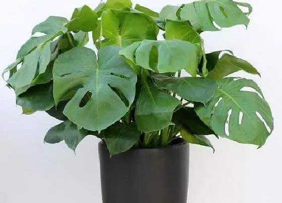 植物常识问题|扦插的龟背竹夏季如何养殖