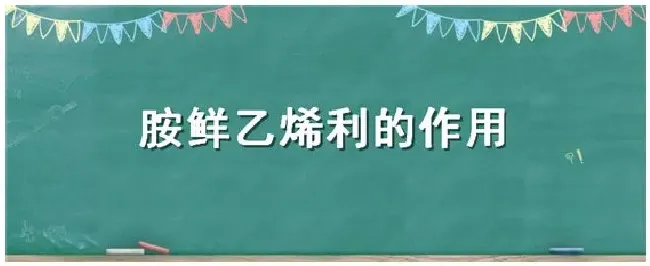 胺鲜乙烯利的作用 | 三农答疑