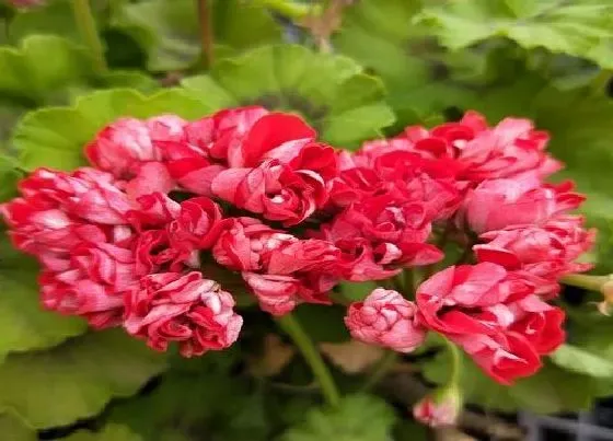 植物常识问题|夏季天竺葵怎么养状态好