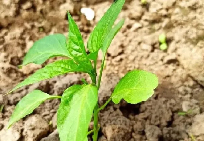 植物常识问题|辣椒用什么肥料才能高产（施什么肥料可以使辣椒长得快）