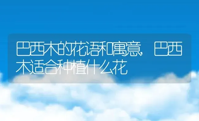 巴西木的花语和寓意,巴西木适合种植什么花 | 养殖常见问题
