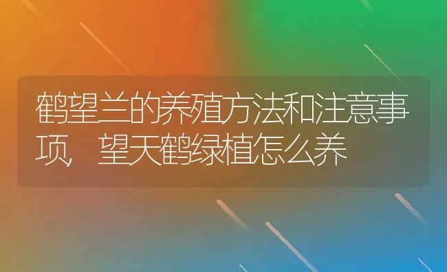 鹤望兰的养殖方法和注意事项,望天鹤绿植怎么养 | 养殖常见问题