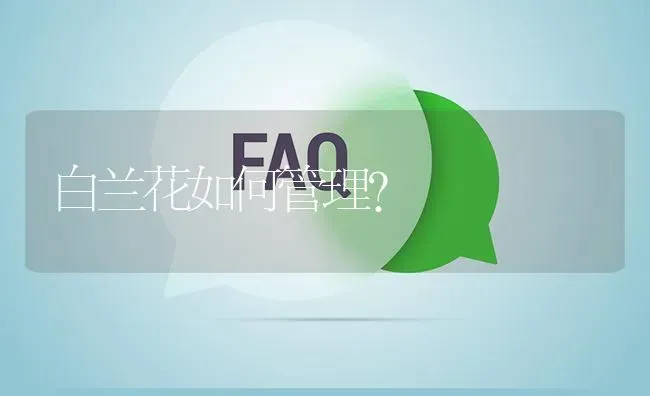 白兰花如何管理? | 养殖问题解答