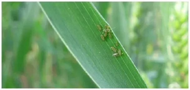 噻虫嗪药肥厂家 | 科普知识