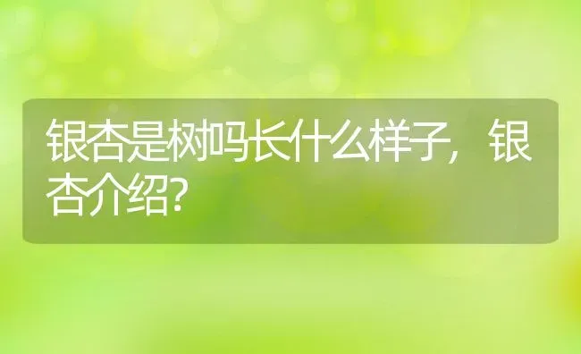 银杏是树吗长什么样子,银杏介绍？ | 养殖常见问题