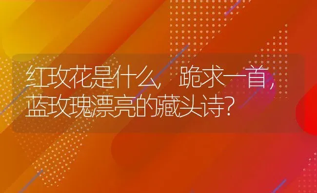 红玫花是什么,跪求一首，蓝玫瑰漂亮的藏头诗？ | 养殖常见问题