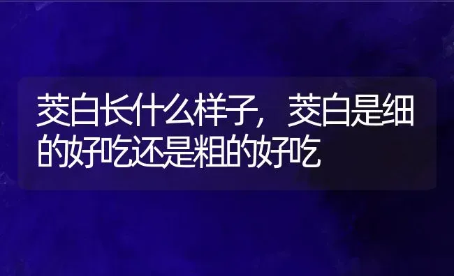 茭白长什么样子,茭白是细的好吃还是粗的好吃 | 养殖常见问题