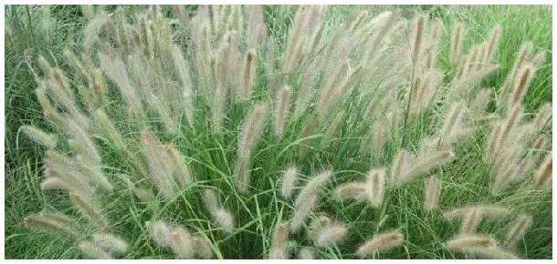 狼尾草夏季种植方法 | 三农答疑