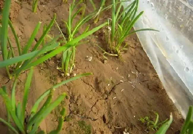 植物常识问题|怎样防治韭菜蛆虫（韭菜招地蛆不用农药怎么办）