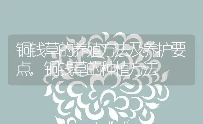 铜钱草的养殖方法及养护要点,铜钱草的种植方法 | 养殖常见问题