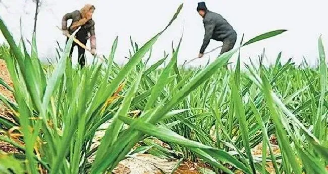 植物常识问题|小麦年前旺长怎样控旺（为控制苗期旺长可采用的措施）