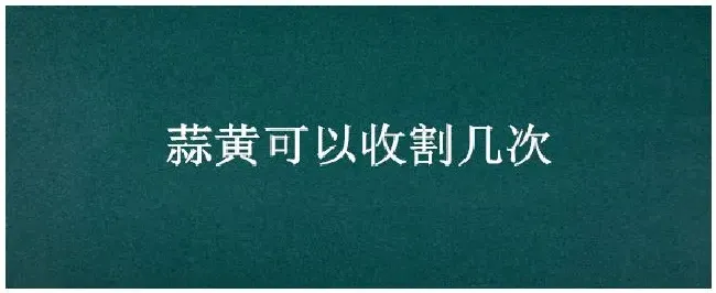 蒜黄可以收割几次 | 三农答疑