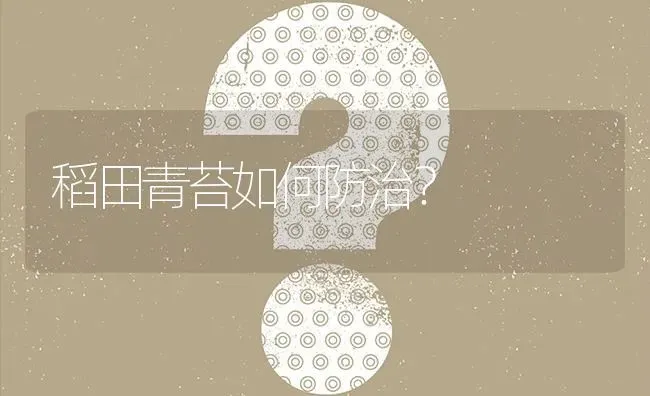 稻田青苔如何防治? | 养殖问题解答