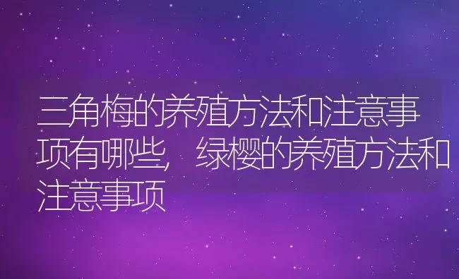 三角梅的养殖方法和注意事项有哪些,绿樱的养殖方法和注意事项 | 养殖常见问题