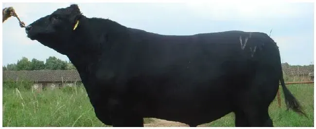肉牛安格斯的特点 | 三农答疑