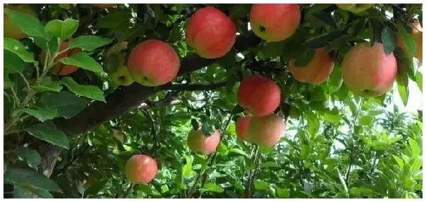 苹果树从发芽到结果需要多久 | 生活常识