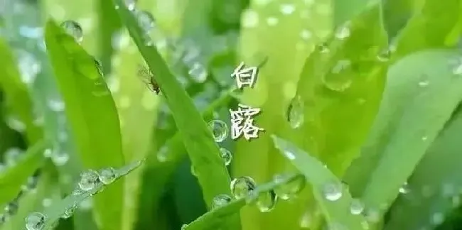 植物常识问题|民间一向有白露身不露之说（俗语白露身不露告诉人们意思）