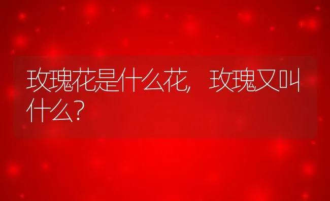 玫瑰花是什么花,玫瑰又叫什么？ | 养殖常见问题