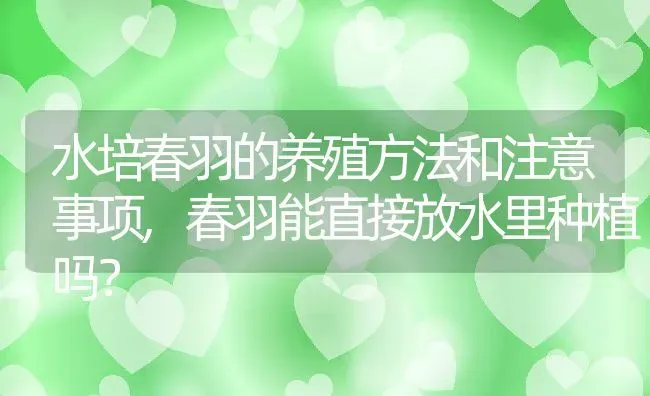 水培春羽的养殖方法和注意事项,春羽能直接放水里种植吗？ | 养殖常见问题