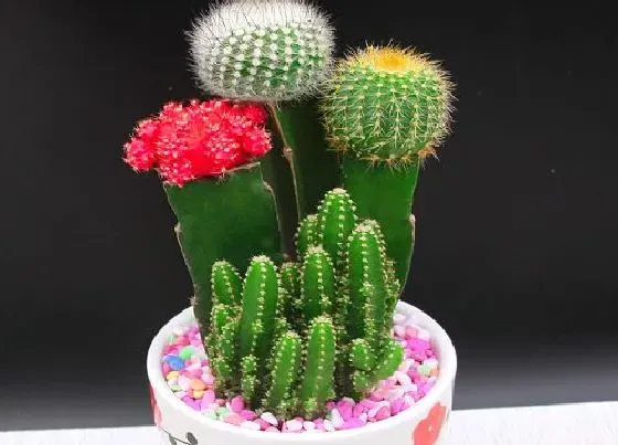 植物常识问题|仙人掌的种植方法