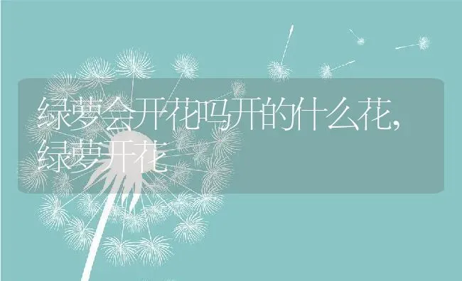 绿萝会开花吗开的什么花,绿萝开花 | 养殖常见问题