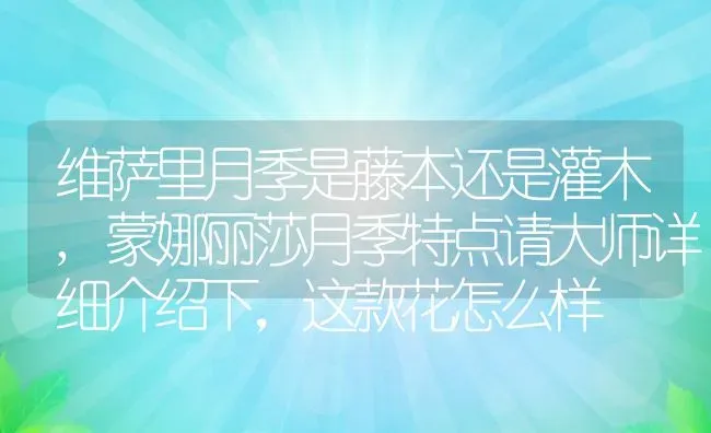 维萨里月季是藤本还是灌木,蒙娜丽莎月季特点请大师详细介绍下，这款花怎么样 | 养殖常见问题