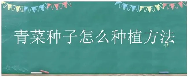 青菜种子怎么种植方法 | 农业答疑