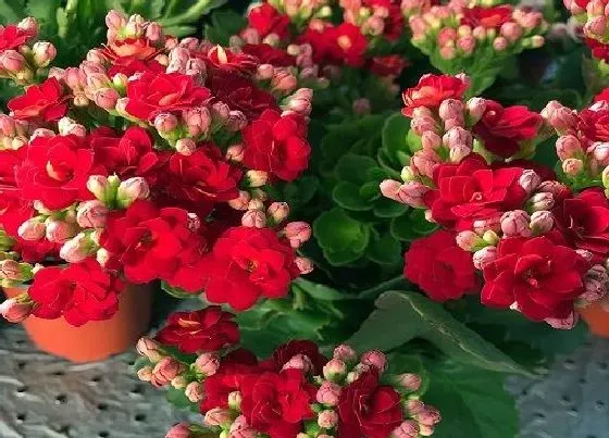 植物常识问题|买回来的长寿花如何修剪  有哪些修剪技巧