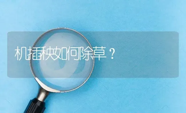 机插秧如何除草? | 养殖问题解答