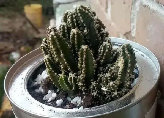 植物常识问题|多肉万重山平时怎么养护