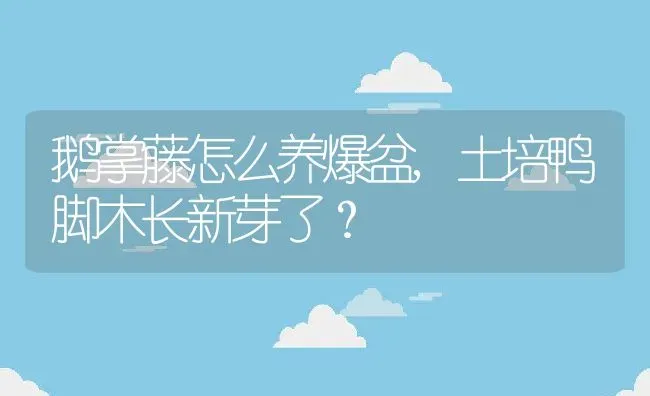 鹅掌藤怎么养爆盆,土培鸭脚木长新芽了？ | 养殖常见问题