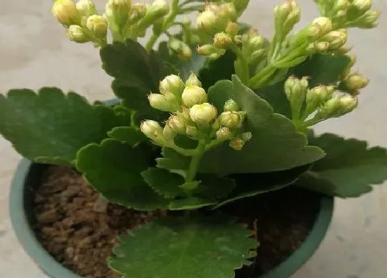 植物常识问题|买回来的长寿花如何修剪  有哪些修剪技巧