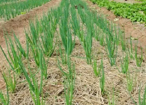 植物常识问题|过冬小葱什么时候种最合适（越冬小葱种植方法和时间）