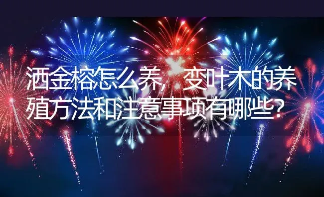 洒金榕怎么养,变叶木的养殖方法和注意事项有哪些？ | 养殖常见问题