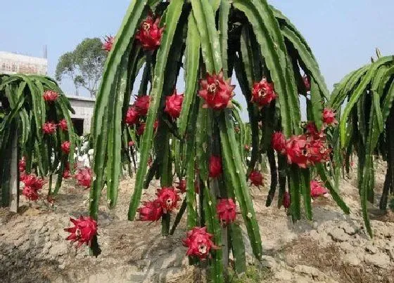 植物常识问题|火龙果长在树上还是地上 果实长在什么植物上