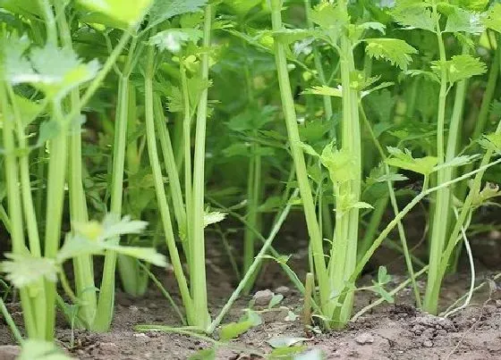 植物常识问题|芹菜栽培技术