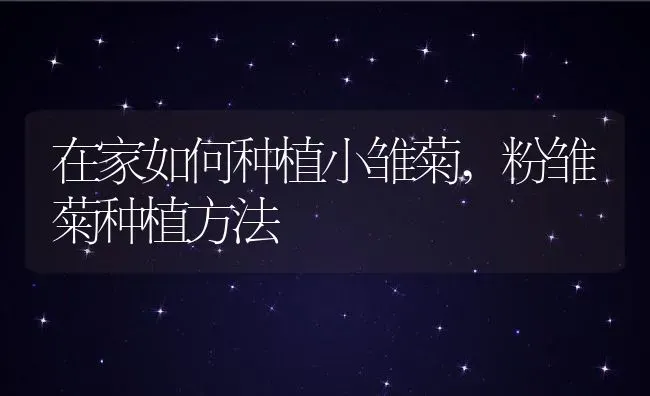 在家如何种植小雏菊,粉雏菊种植方法 | 养殖常见问题