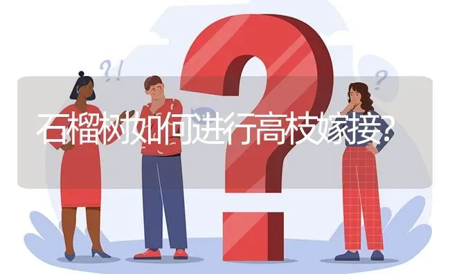 石榴树如何进行高枝嫁接? | 养殖问题解答