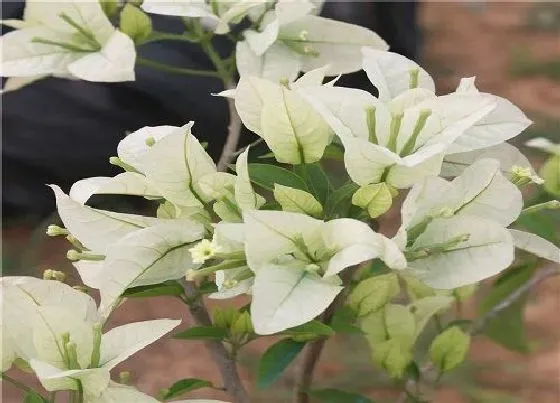 植物常识问题|三角梅如何修剪才能很好的开花