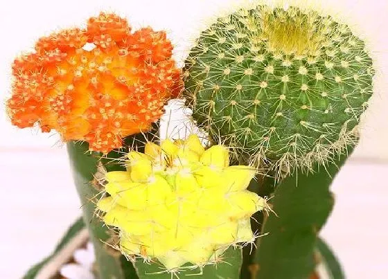 植物常识问题|仙人掌的种植方法