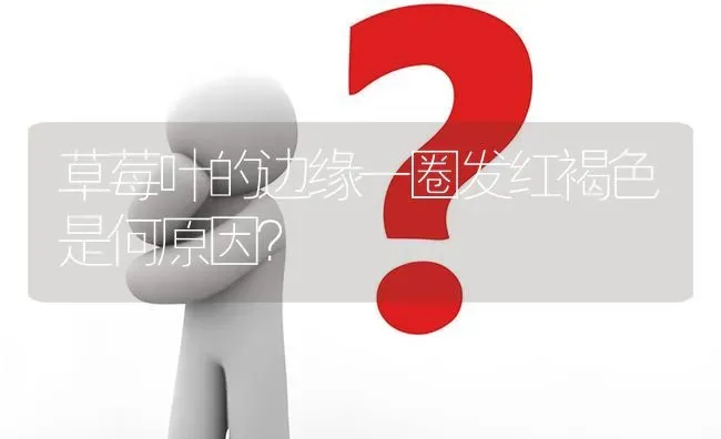 草莓叶的边缘一圈发红褐色是何原因? | 养殖问题解答